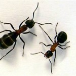 Ants in the Kitchen