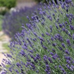 Making Lavender Bottles