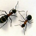 Ant Update