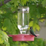 Attracting Hummingbirds…