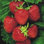 Strawberries for Sweetness